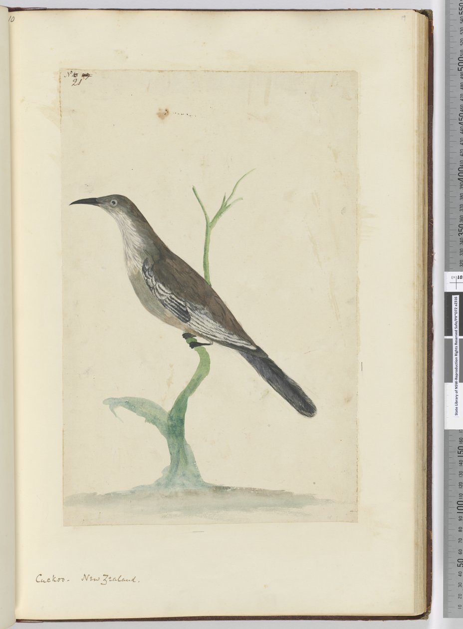 F.21 Kakukk. Új-Zéland, 1772-75 (wc) alkotó: Isaac Smith