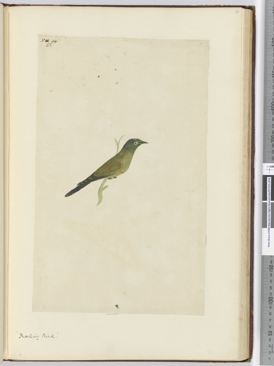 F.22 Gúnyos madár, 1772-75 (wc) alkotó: Isaac Smith
