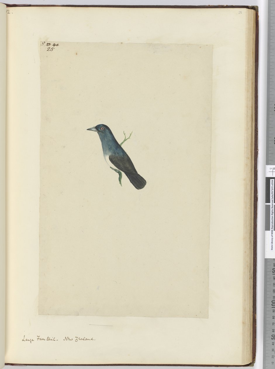 F.25 Nagy fantail. Új-Zéland, 1772-75 (wc) alkotó: Isaac Smith