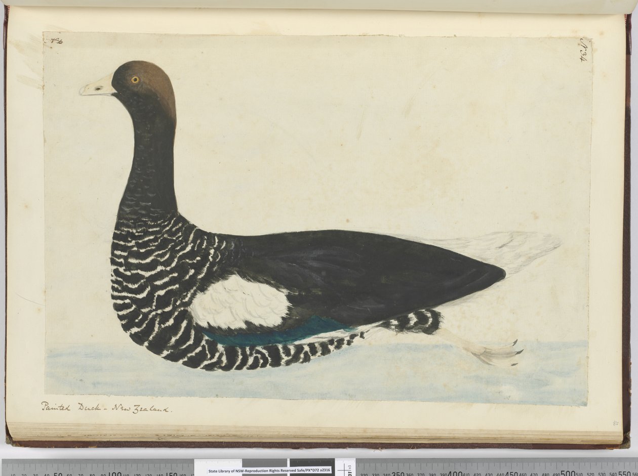 F.34 Festett kacsa. Új-Zéland, 1772-75 (wc) alkotó: Isaac Smith
