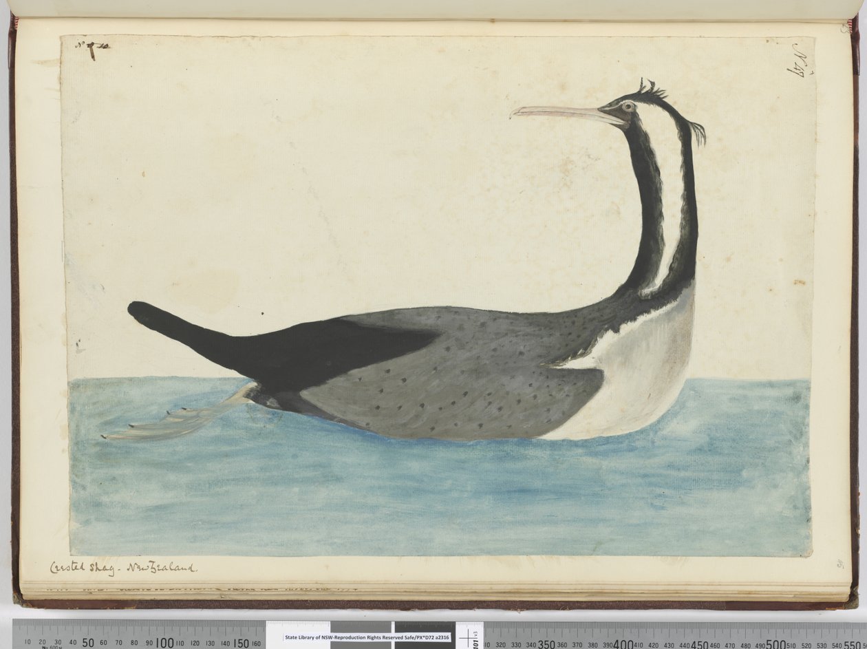 F.47 Tarajos bozontos. Új-Zéland, 1772-75 (wc) alkotó: Isaac Smith