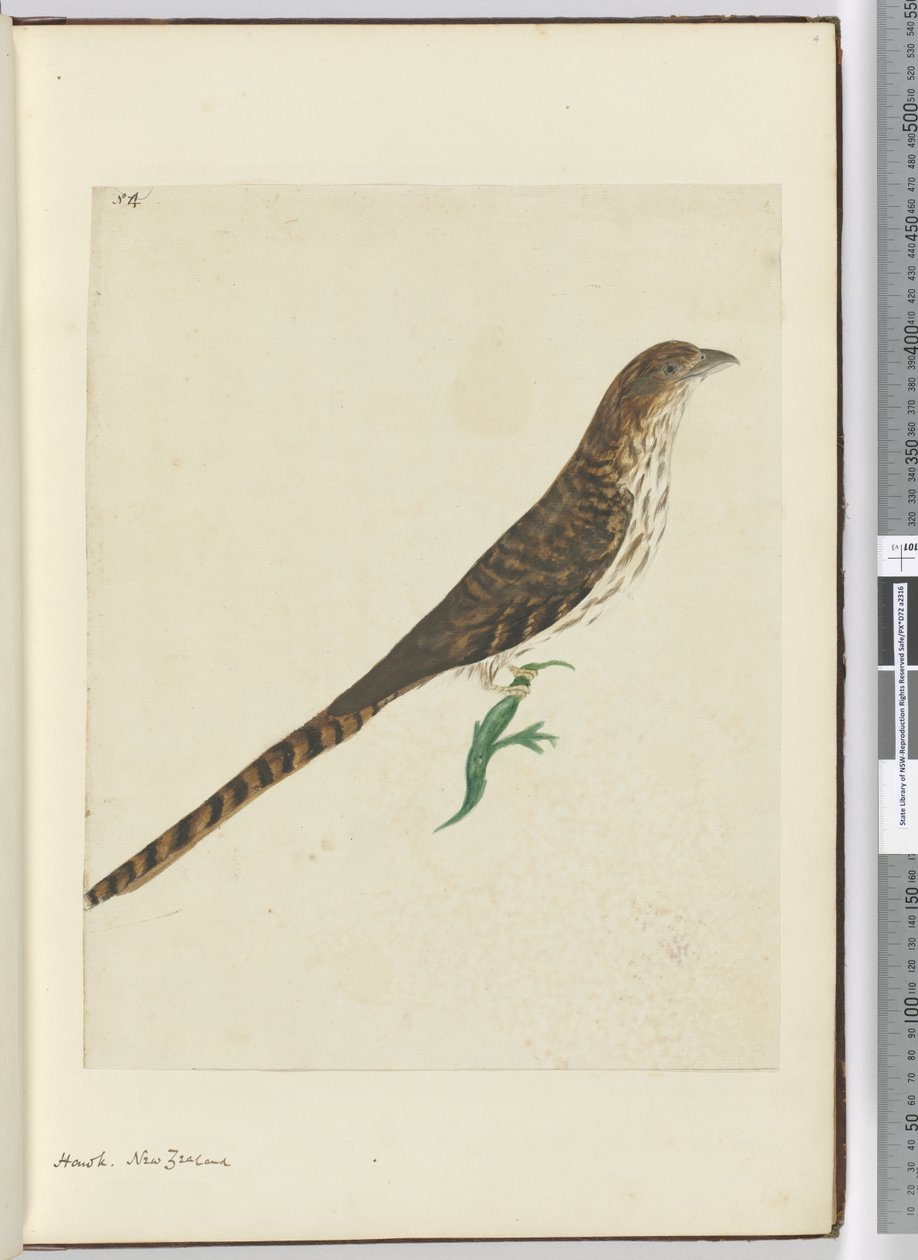 F.4 Hawk. Új-Zéland, 1772-75 (wc) alkotó: Isaac Smith