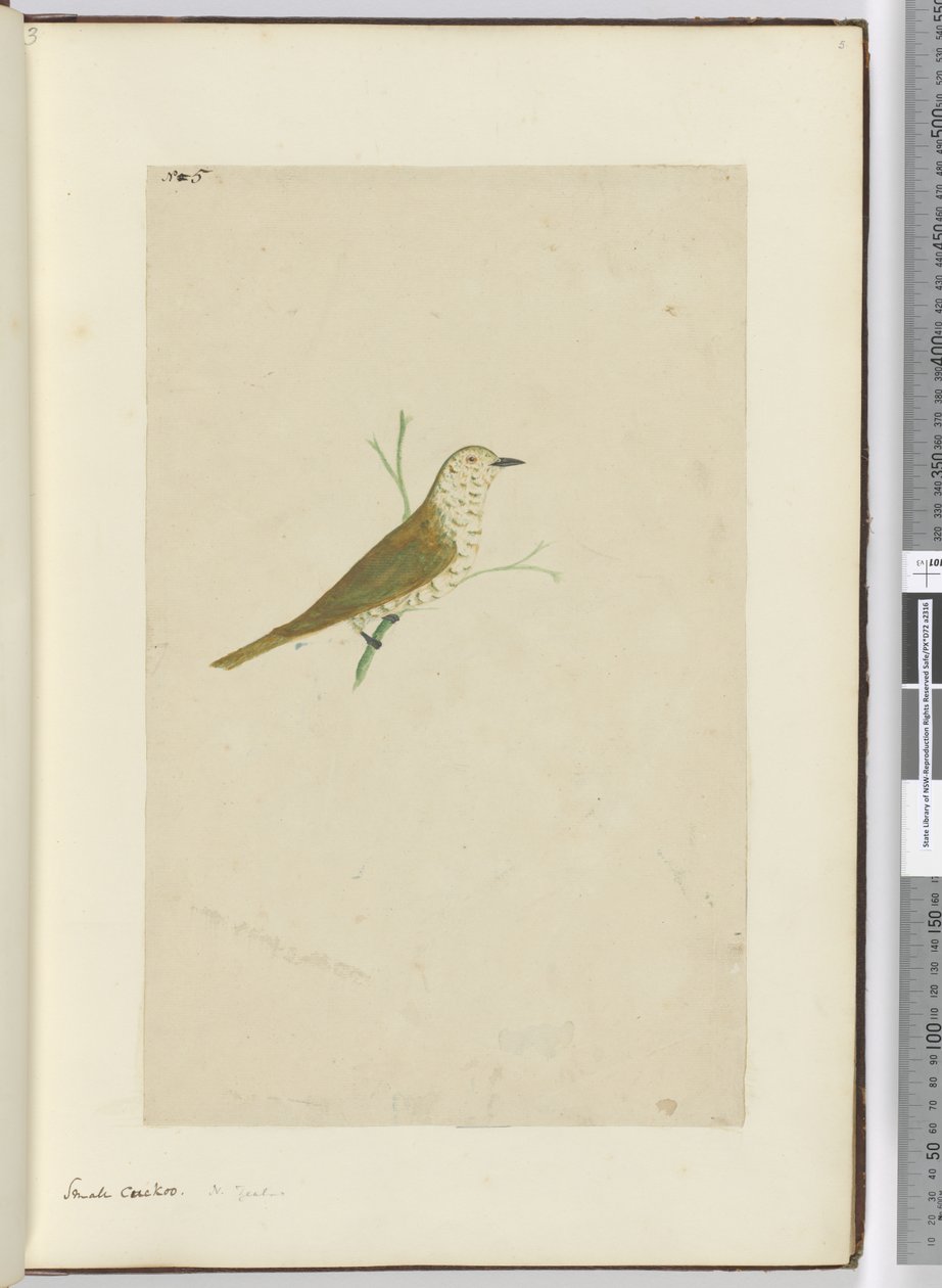 F.5 Kis kakukk. Új-Zéland, 1772-75 (wc) alkotó: Isaac Smith