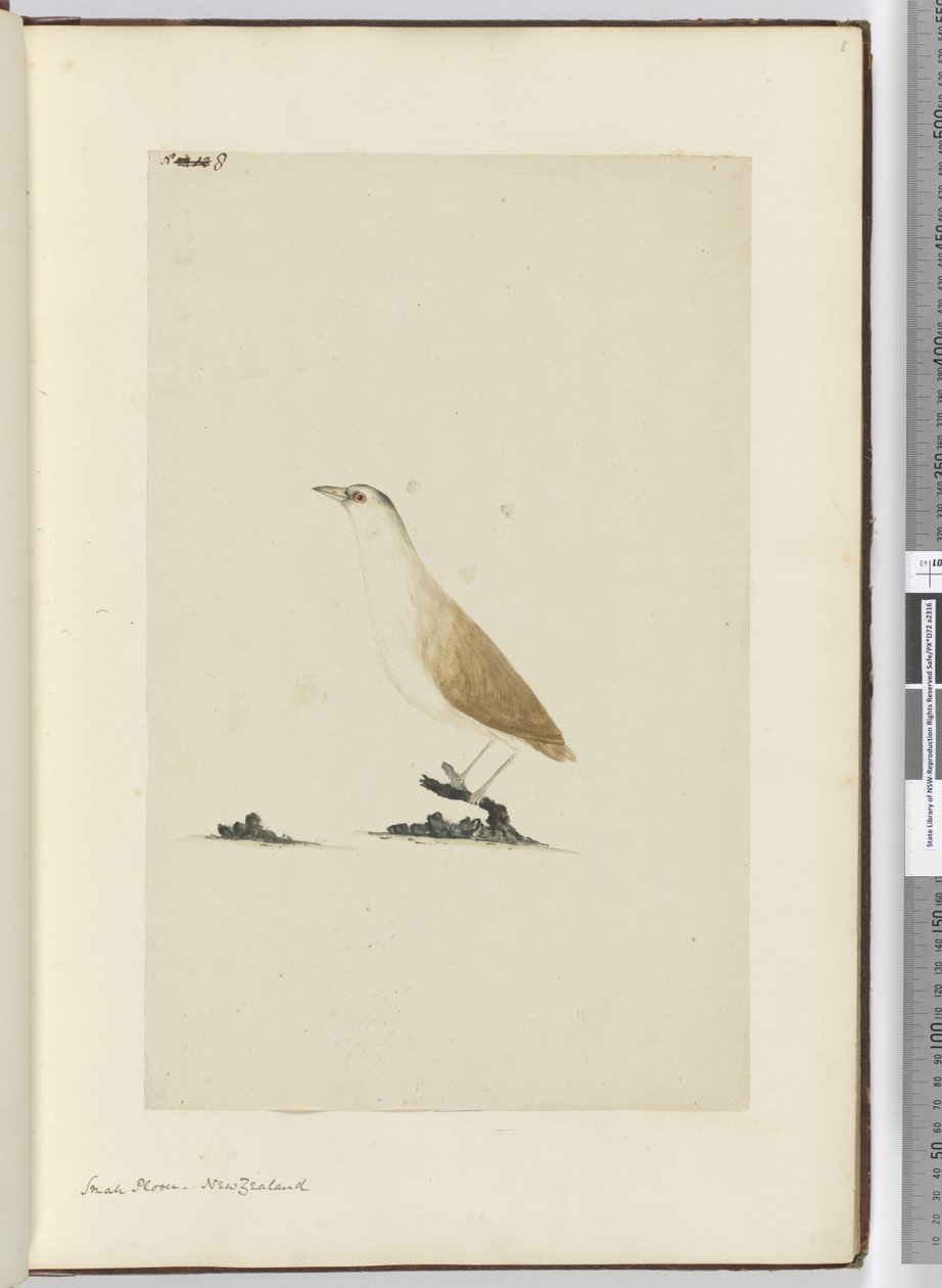 F.8 Kis lile. Új-Zéland, 1772-75 (wc) alkotó: Isaac Smith