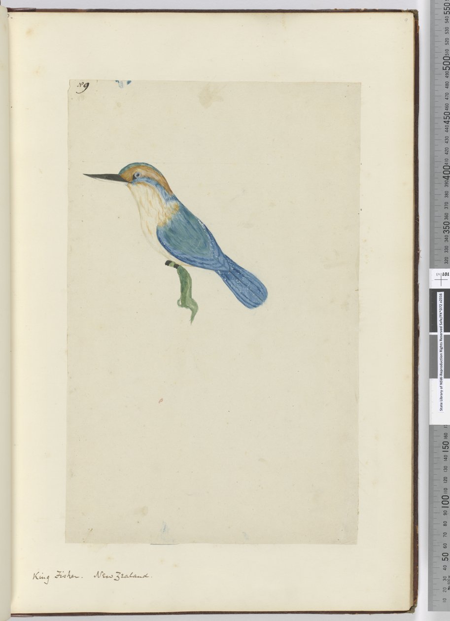 F.9 Királyhalász. Új-Zéland, 1772-75 (wc) alkotó: Isaac Smith