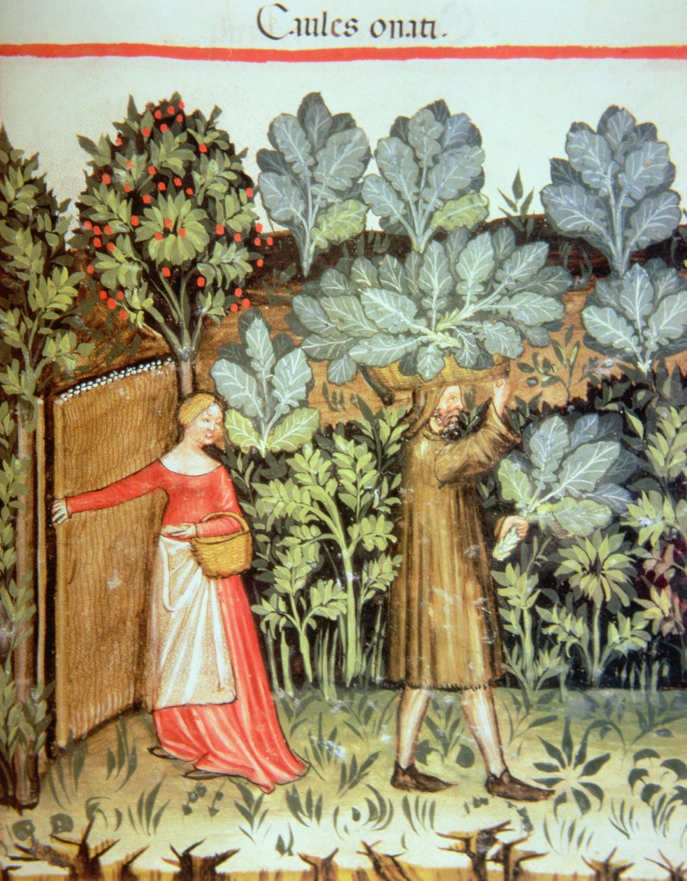 Nova 2644 fol.23r Káposzta betakarítása, a Tacuinum Sanitatis Codex Vindobonensisből alkotó: Italian School