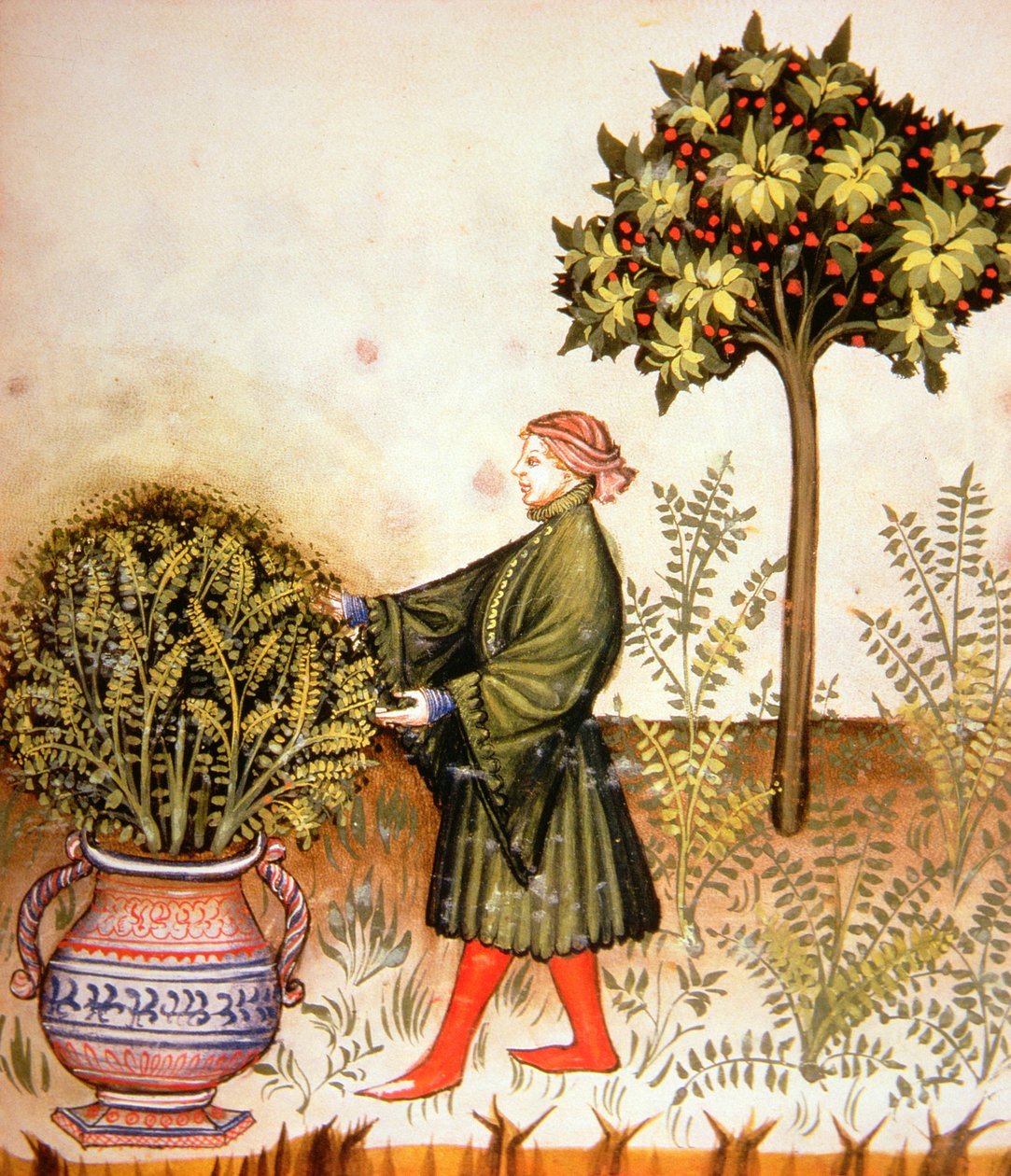 Nova 2644 fol.31r Vágó bazsalikom, a Tacuinum Sanitatis-tól alkotó: Italian School