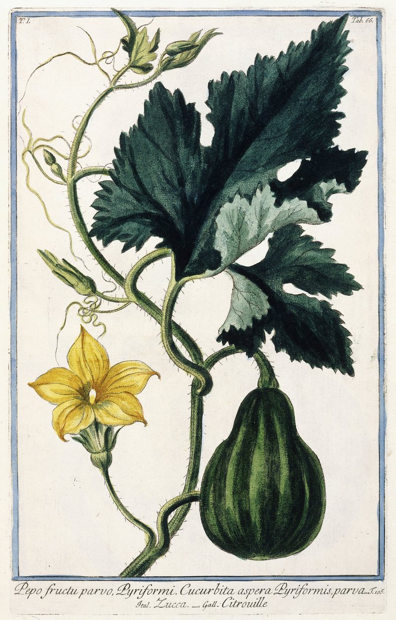 Egy tök, 1772-1784 alkotó: Italian School