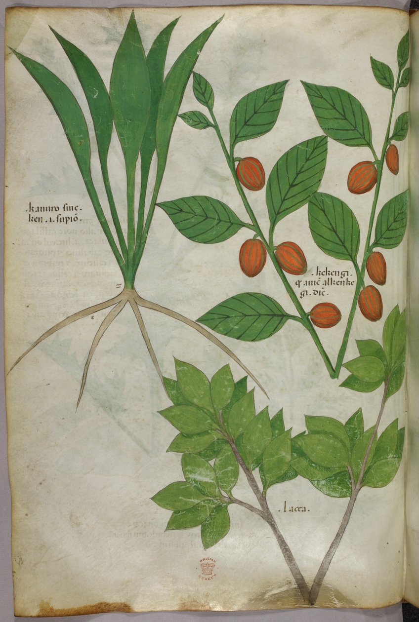 Botanikai illusztráció, 1440 körül (tinta és szín, pergamen) alkotó: Italian School