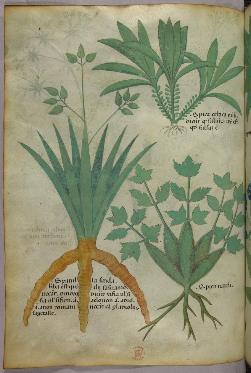 Botanikai illusztráció, 1440 körül (tinta és szín, pergamen) alkotó: Italian School