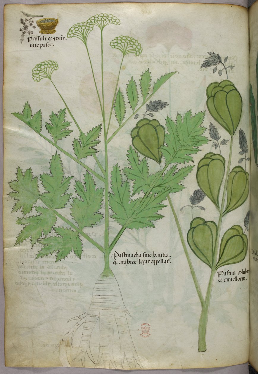 Botanikai illusztráció, 1440 körül (tinta és szín, pergamen) alkotó: Italian School