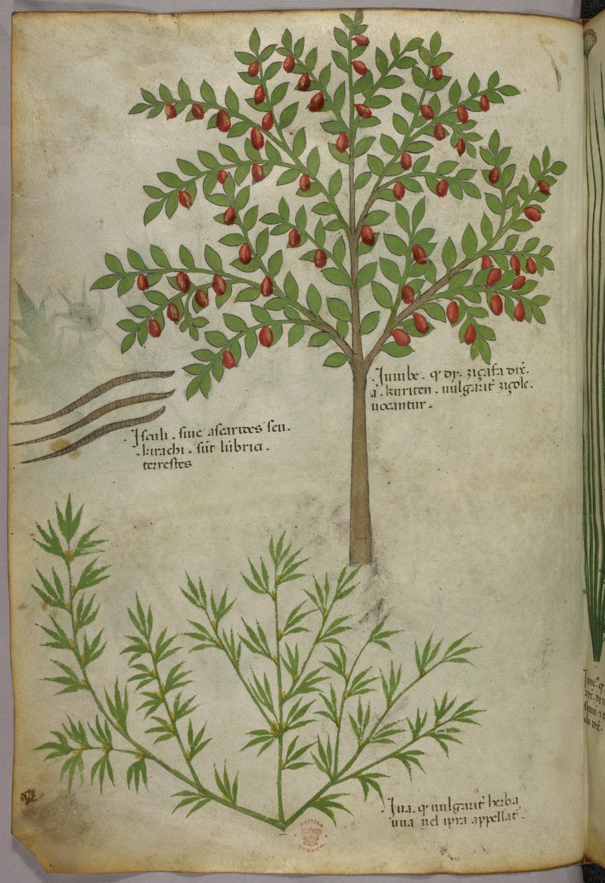 Botanikai illusztráció, 1440 körül (tinta és szín, pergamen) alkotó: Italian School