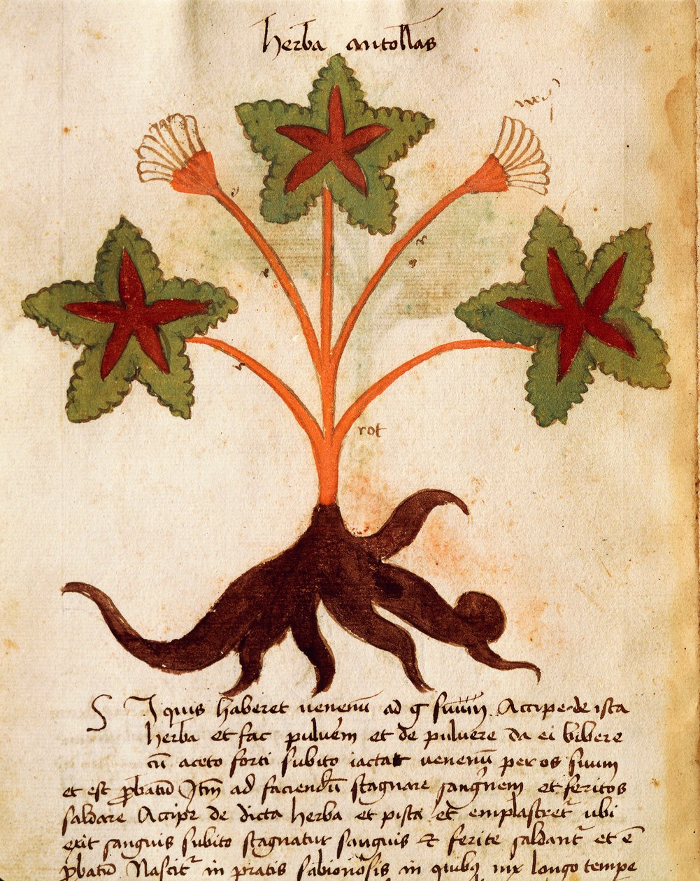 Herba Antolas alkotó: Italian School