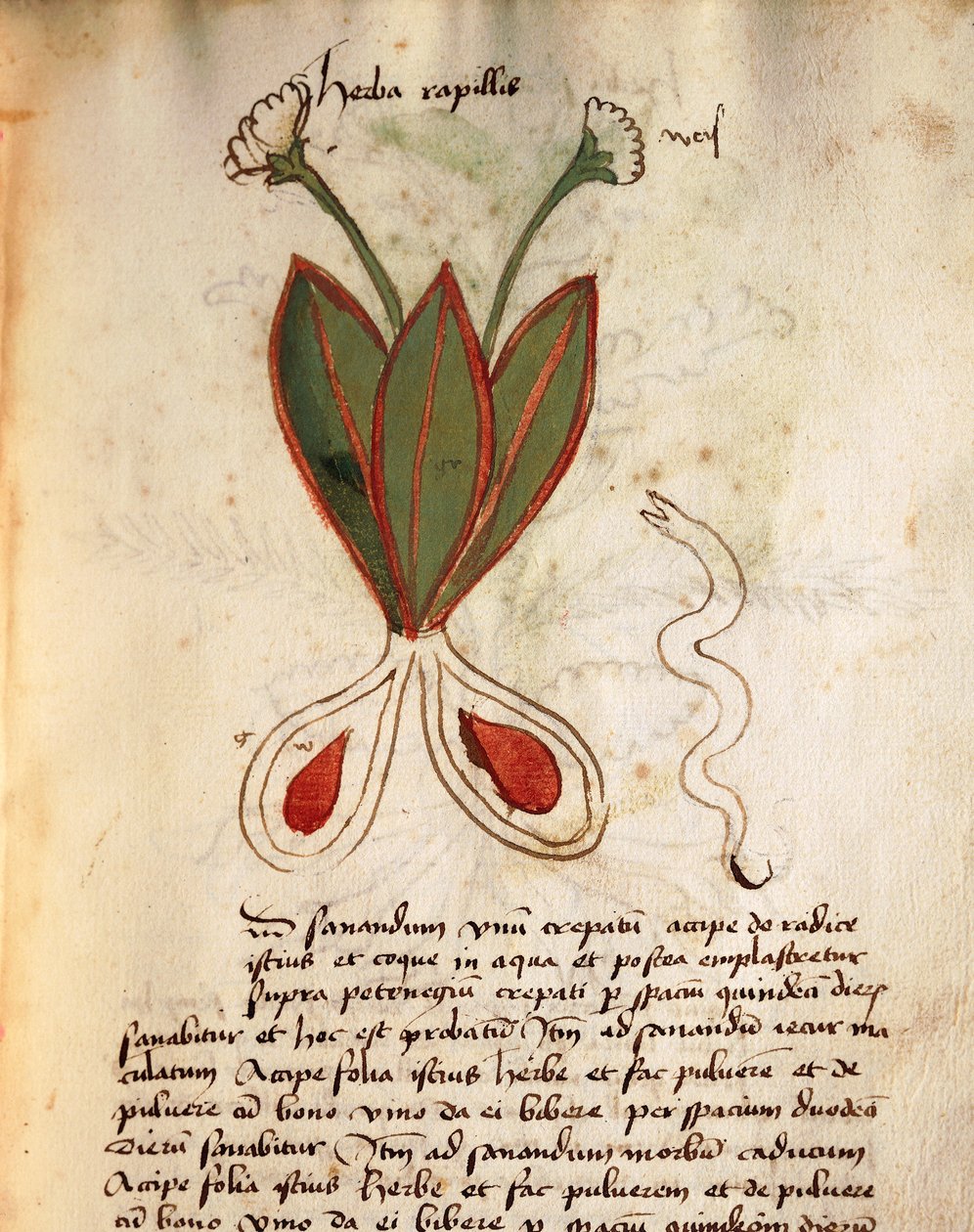 Herba Capillaria alkotó: Italian School