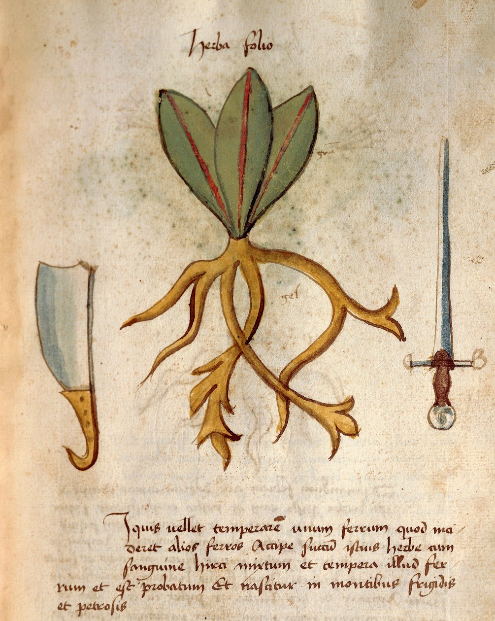 Herba Folio alkotó: Italian School