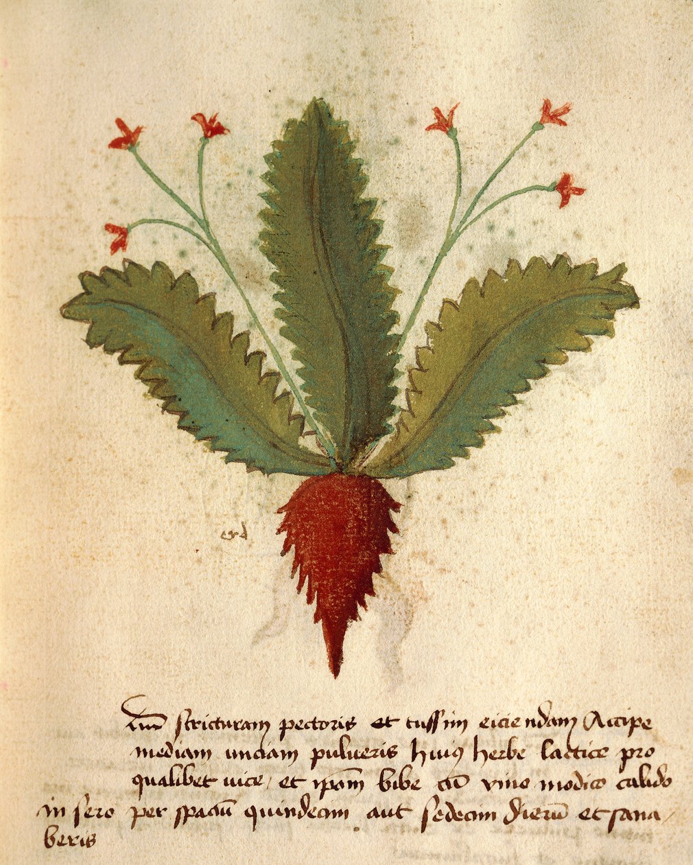 Herba Lactica alkotó: Italian School