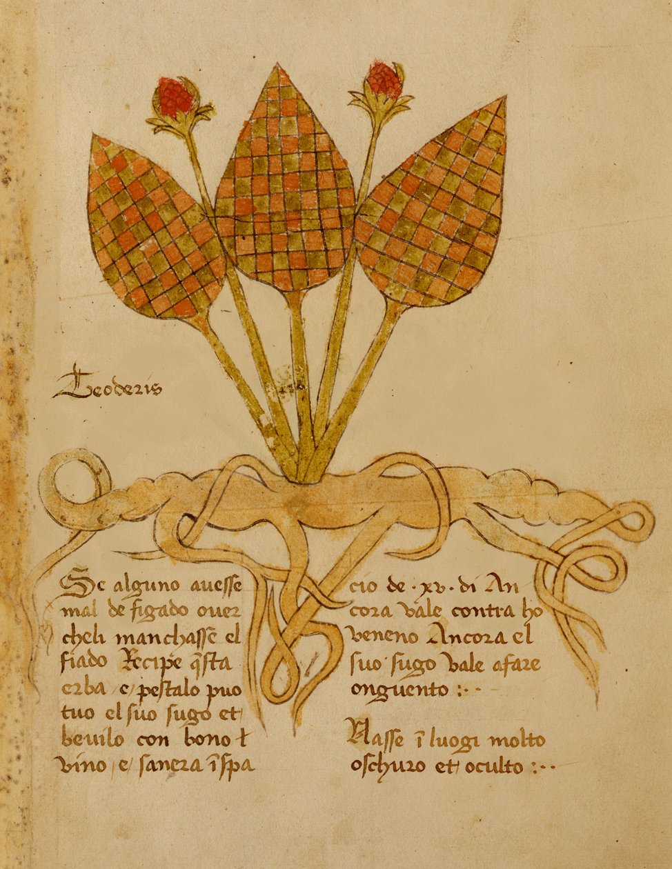 Ms 1591 Fol.19r Herba Teoderis (vellum) alkotó: Italian School