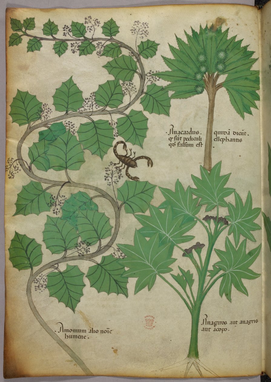 Sloane 4016 f.3v Botanical Illustration, c.1440 (vellum) alkotó: Italian School