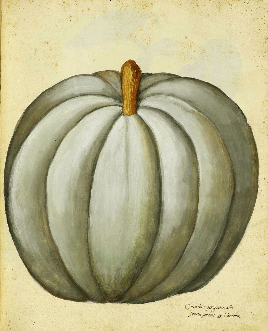 White Squash, Ulisse Aldrovandi alkotó: Italian School