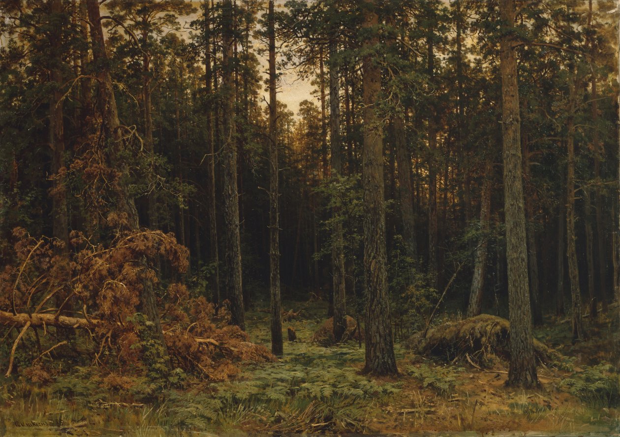 Fenyőfa, 1885 alkotó: Ivan Ivanovich Shishkin
