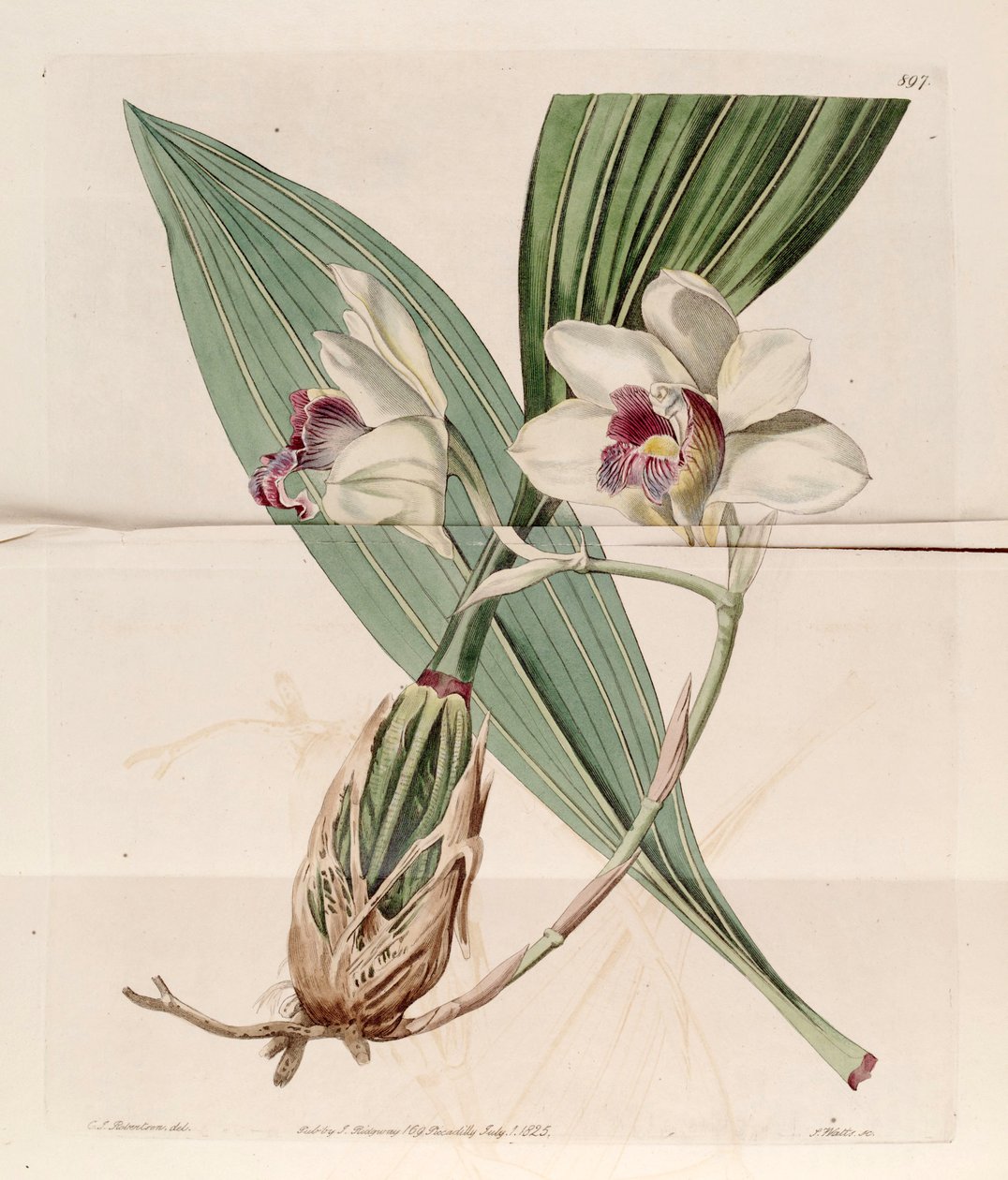 Illusztráció: Bifrenaria harrisoniae (mint syn. Maxillaria harrisoniae) alkotó: J. C. Robertson