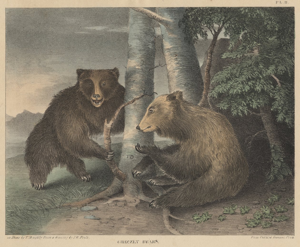 Grizzly Bears, Thomas Doughty metszete, a Doughtys The Cabinet of Natural History and American Rural Sports-ból, 1830 alkotó: J. R. Peale