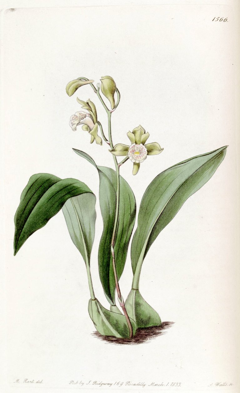 Bifrenaria racemosa (mint szin. Maxillaria racemosa) alkotó: Jams  Watts