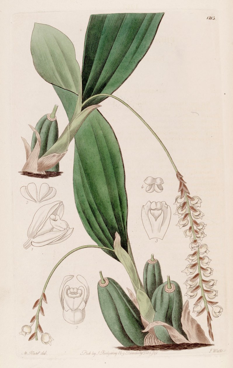 Pholidota imbricata illusztrációja alkotó: Jams  Watts