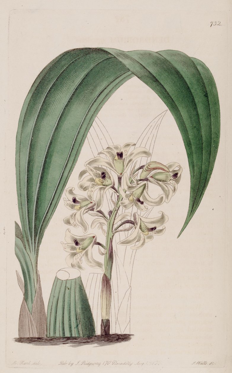 Xylobium squalens illusztrációja (mint syn. Dendrobium squalens) alkotó: Jams  Watts