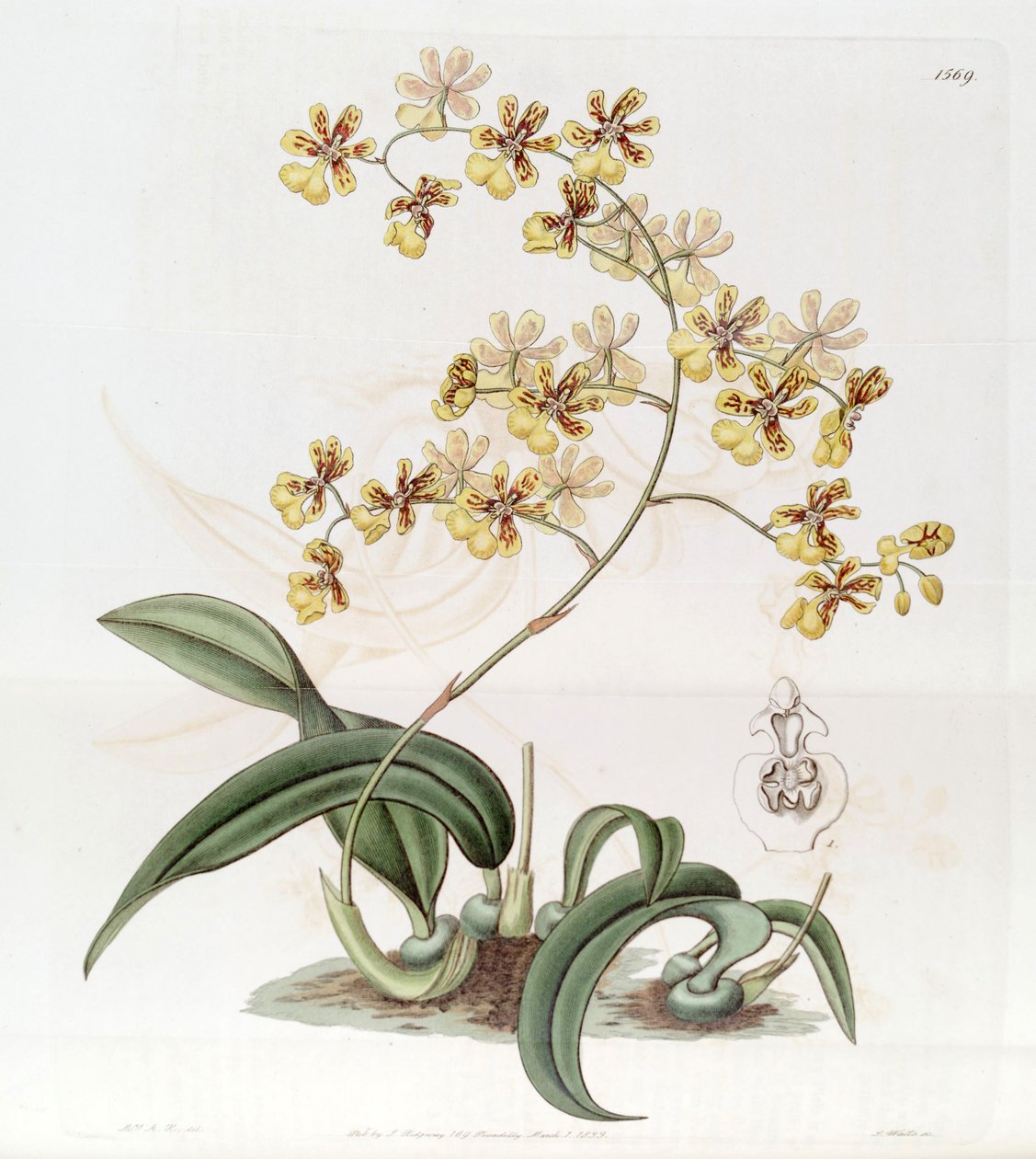 Oncidium auricula vagy Oncidium harrisonianum alkotó: Jams  Watts
