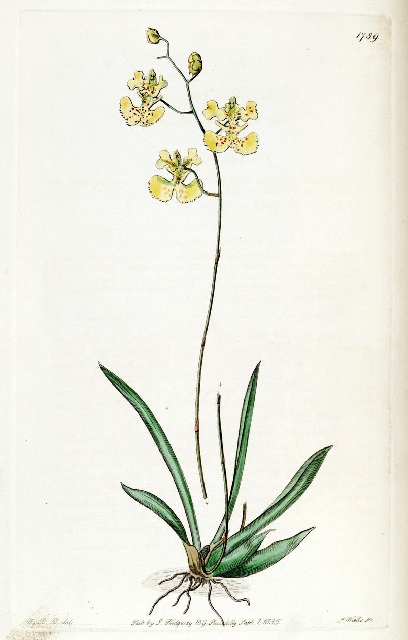 Tolumnia guianensis (szinonimaként Oncidium lemonianum) alkotó: Jams  Watts