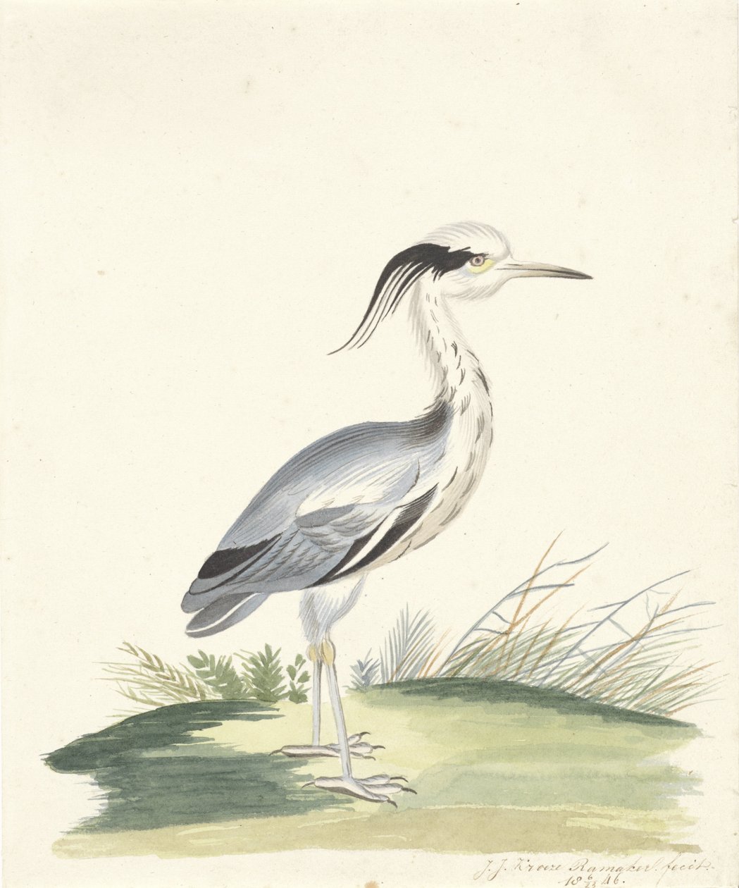 kék gém alkotó: J.J. Ramaker