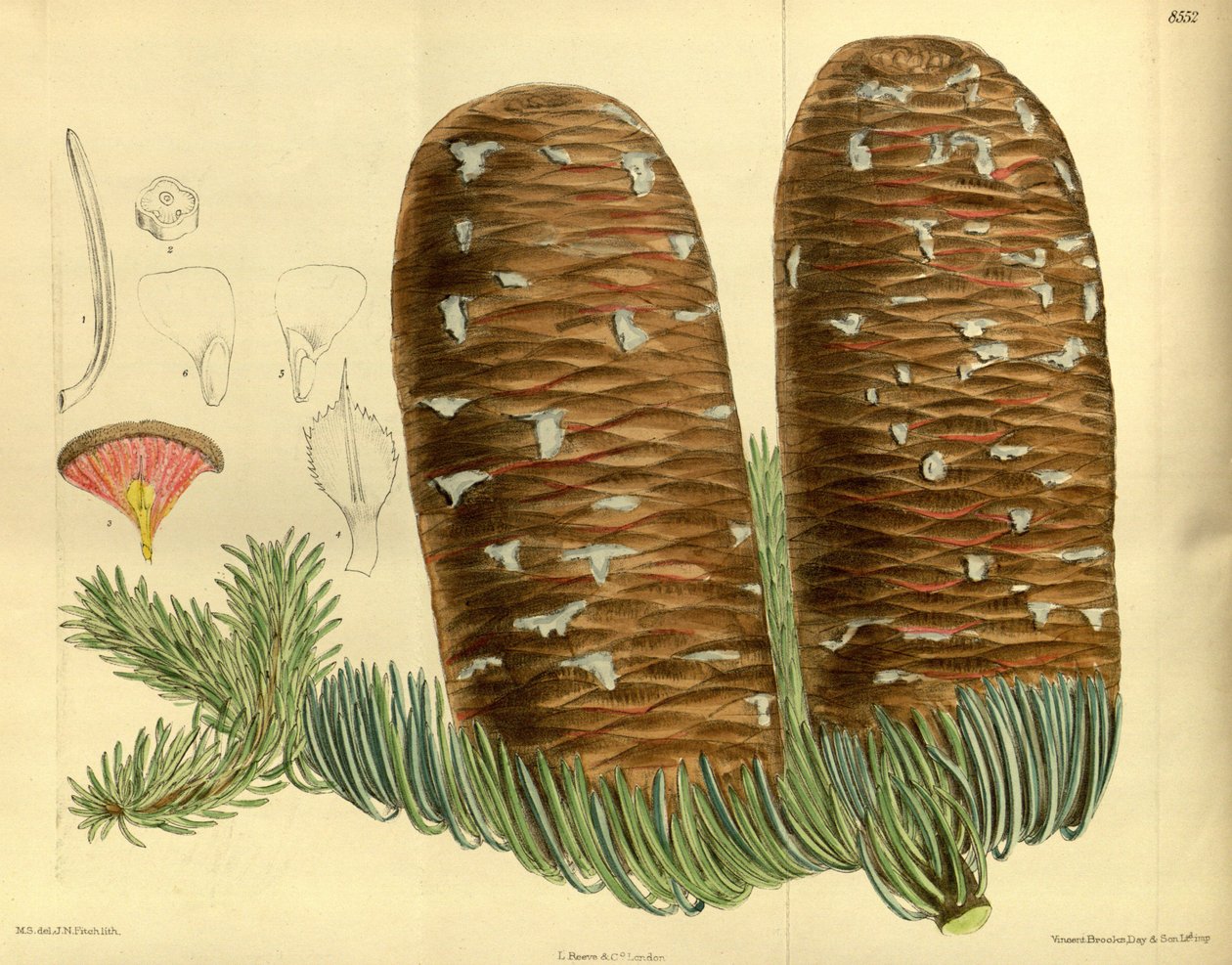 Abies magnifica, Pinaceae alkotó: J.N. Fitch