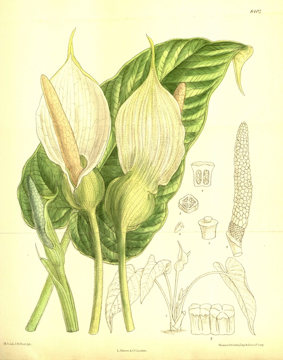 Caladium pubescens, Araceae alkotó: J.N. Fitch
