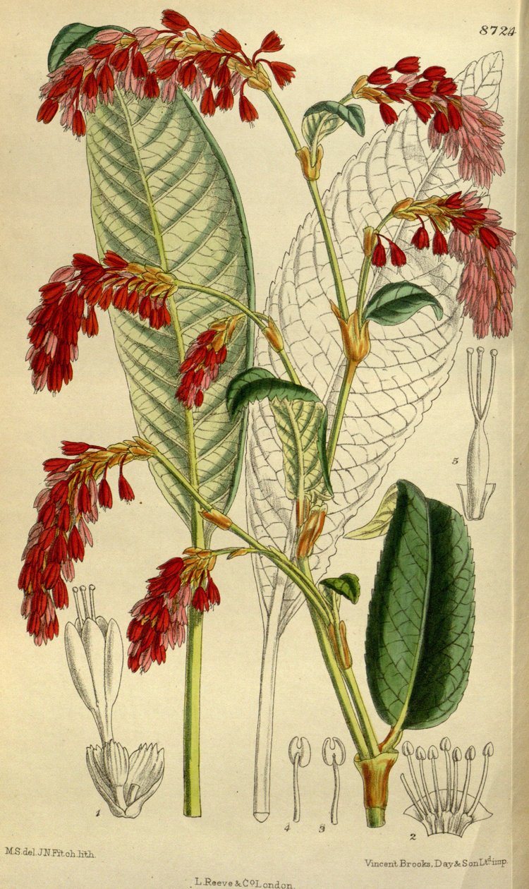 Polygonum griffithii alkotó: J.N. Fitch