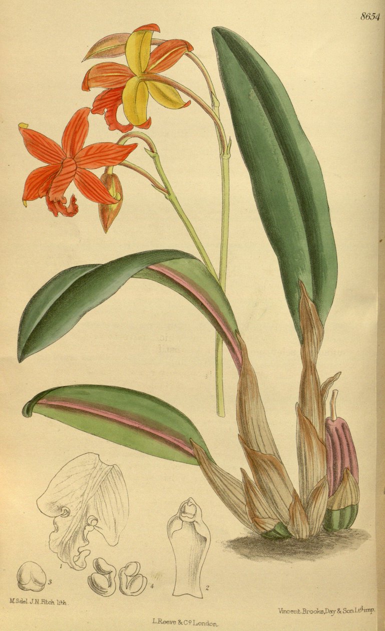 Sophrolaelia psziché, Orchidaceae alkotó: J.N. Fitch