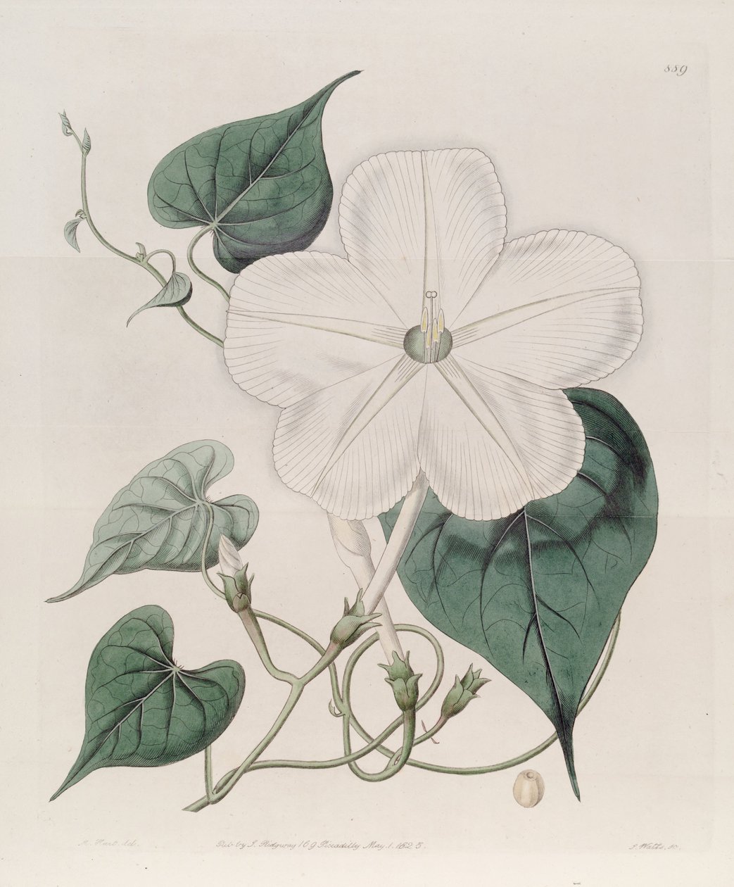 Ipomoea alba alkotó: J.Sims