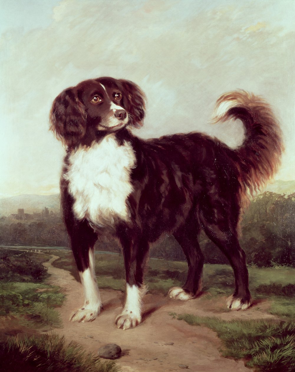 Spániel alkotó: J.W. Morris