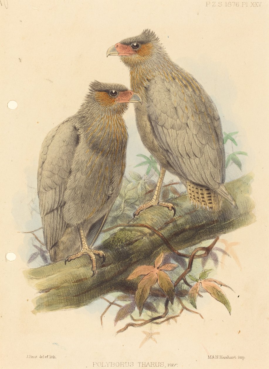 Polyborus Tharus, Var. alkotó: J. Smit