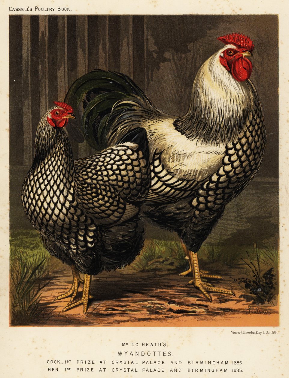 Amerikai Wyandotte csirkék alkotó: J. W. (after) Ludlow