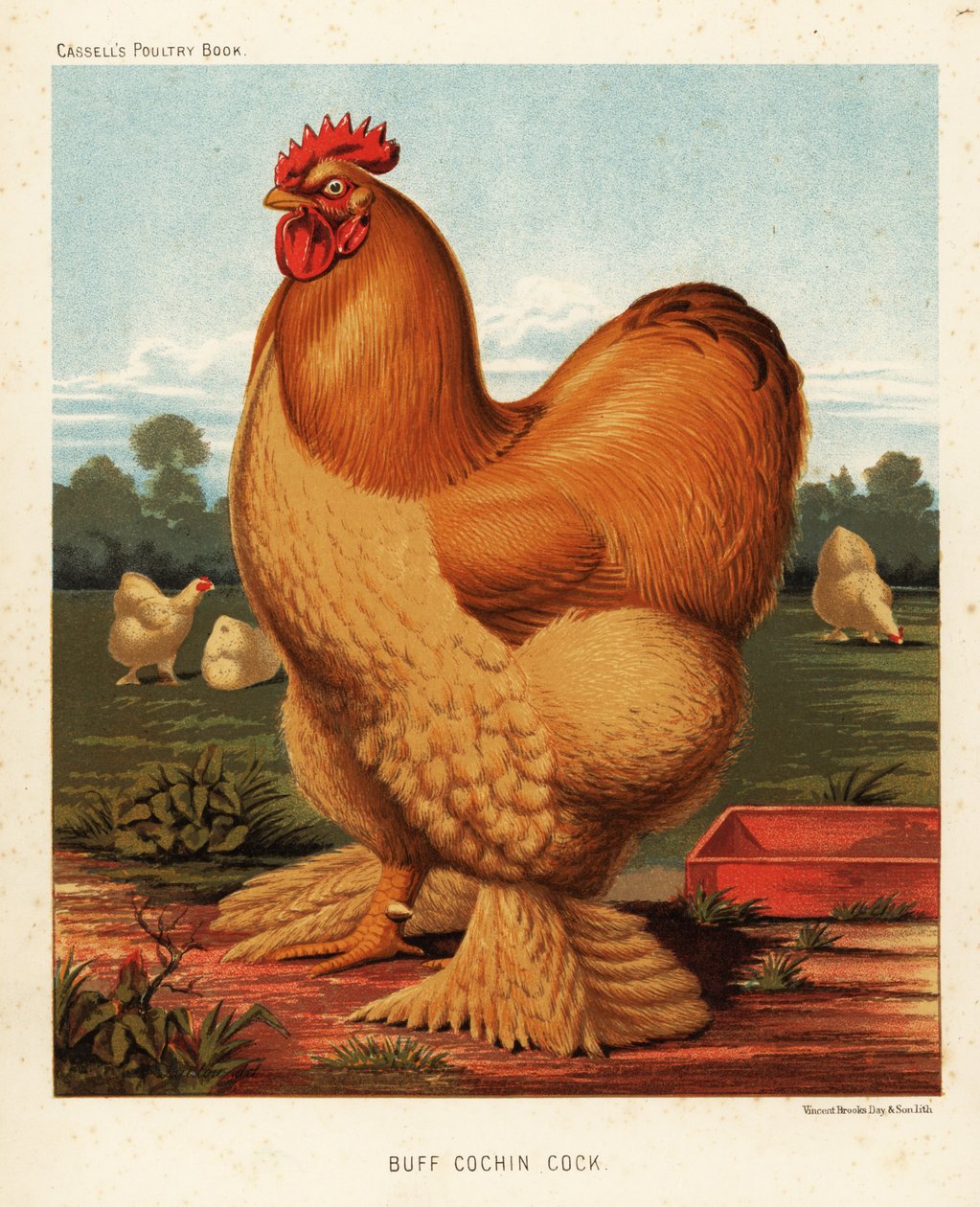 Buff cochin kakas alkotó: J. W. (after) Ludlow