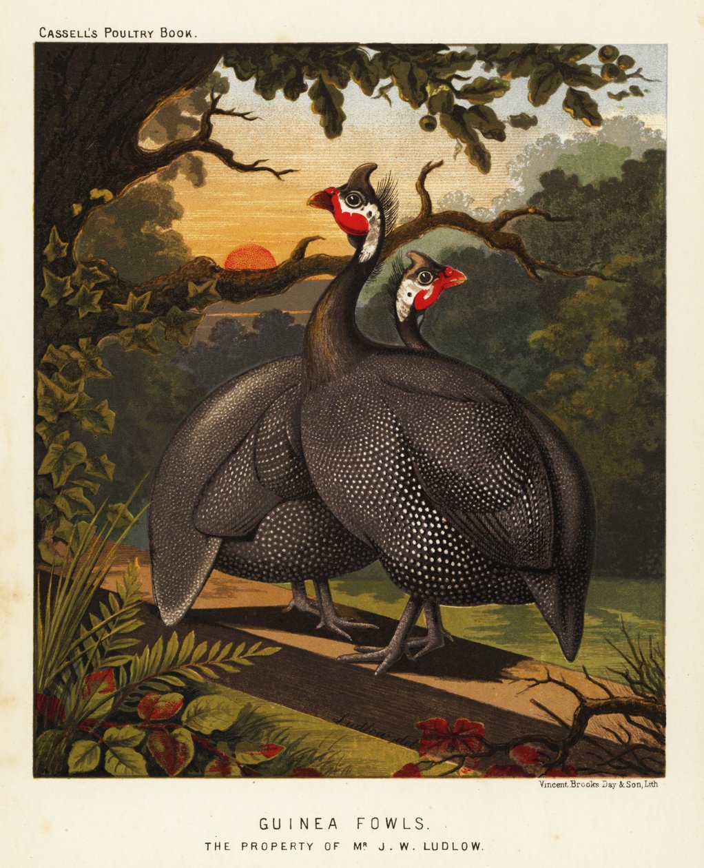 Gyöngytyúk alkotó: J. W. (after) Ludlow