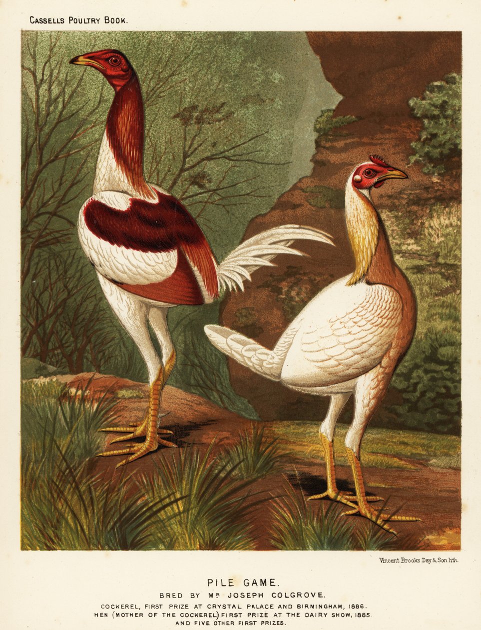 Cölöpvad, kakas és tyúk alkotó: J. W. (after) Ludlow