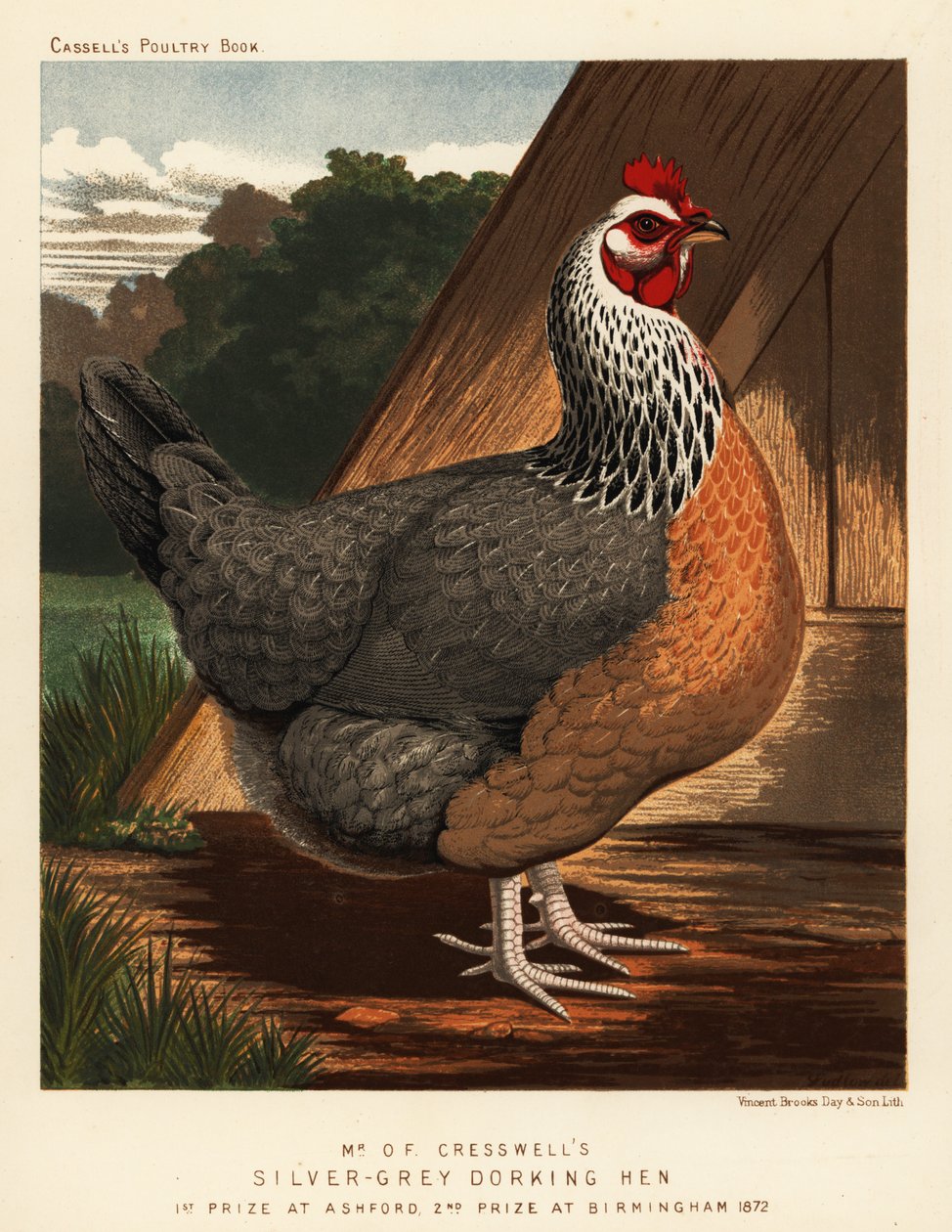 Ezüstszürke Dorking tyúk alkotó: J. W. (after) Ludlow