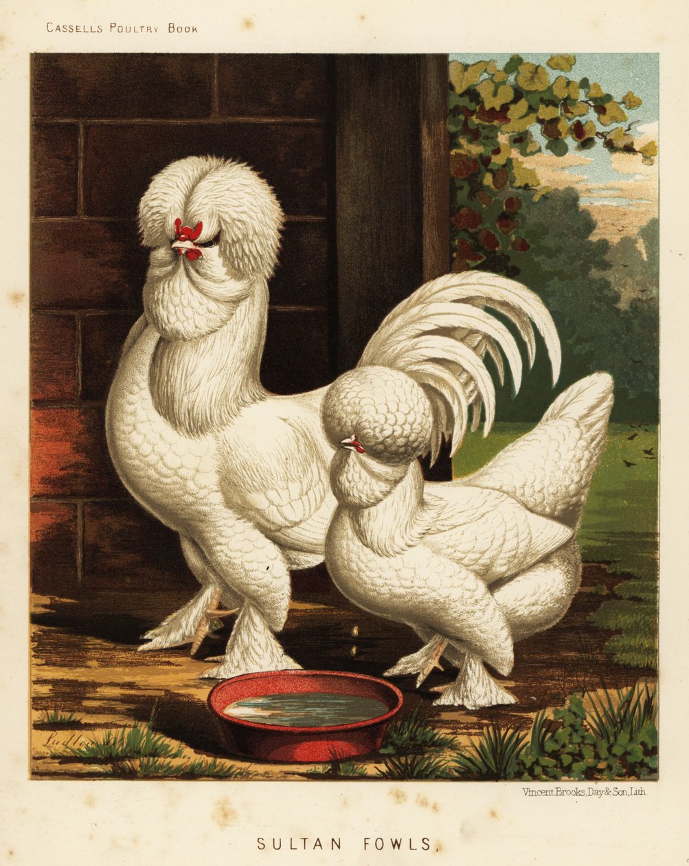 Szultán szárnyasok, gallus házi kakas alkotó: J. W. (after) Ludlow