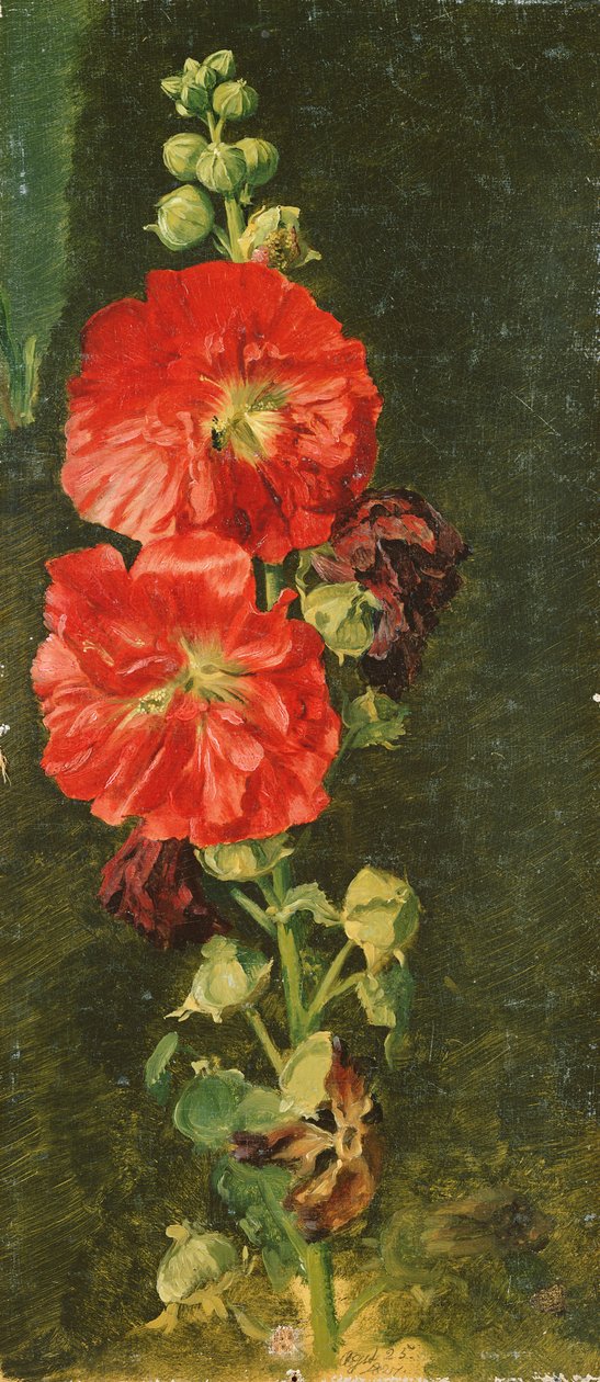Egy Stockrose, 1827 alkotó: Jacob Gensler