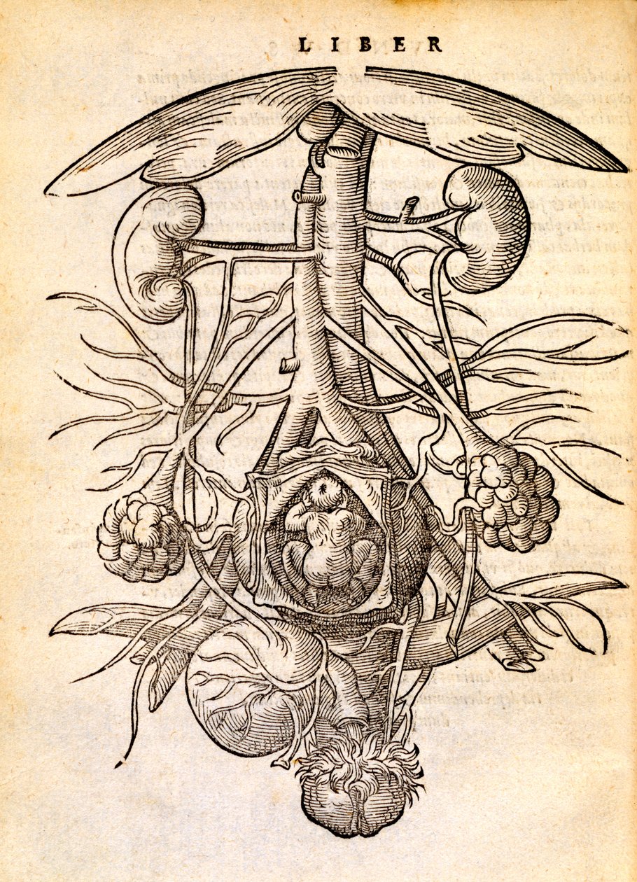 Terhes női reprodukciós rendszer, 1554 alkotó: Jacob Rueff