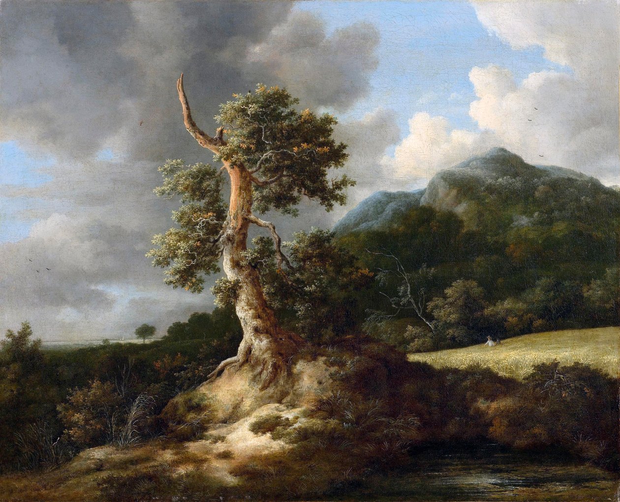 Hegyi táj göcsörtös tölgyfával a kukoricatábla előtt alkotó: Jacob van Ruisdael
