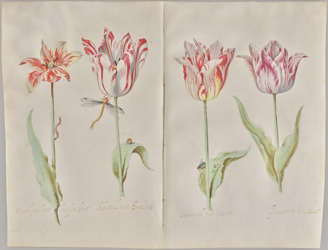 Négy tulipán alkotó: Jacob Marrel