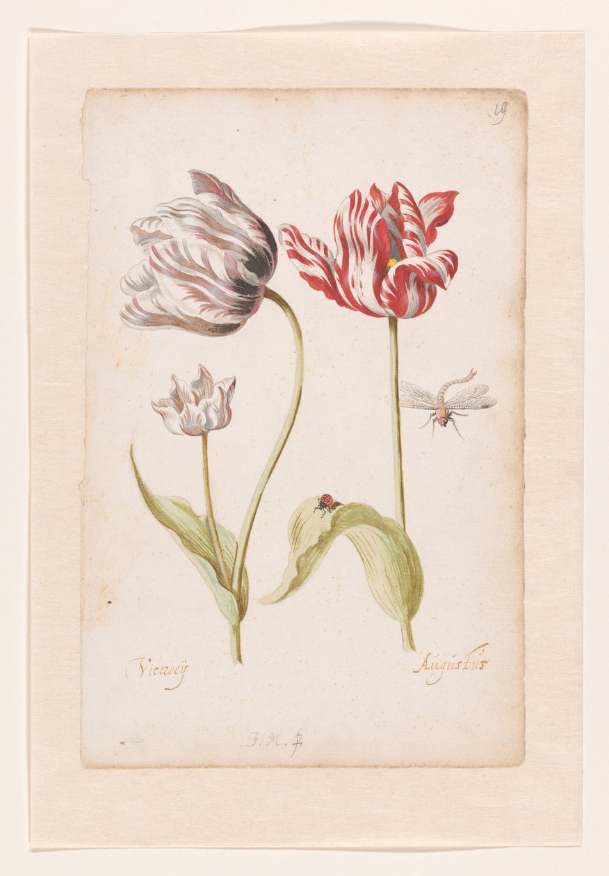 Két tulipán rovarokkal alkotó: Jacob Marrel